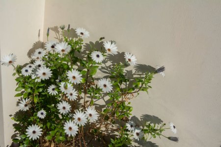 Foto de Un arbusto de margarita blanca con grandes flores en un día soleado. Imagen horizontal con enfoque selectivo - Imagen libre de derechos