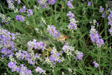 Photo for Closeup of a hummingbird hawk-moth (Macroglossum stellatarum) hovering and feeding in a lavender field on a hot day in June. Horizontal image with selective focus - Royalty Free Image