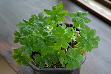 Photo for Closeup of the fresh green leaves and small buds of Geranium macrorrhizum in a brown pot on a wooden table. It is an aromatic plant used in traditional medicine and aromatherapy. Horizontal image with selective focus - Royalty Free Image