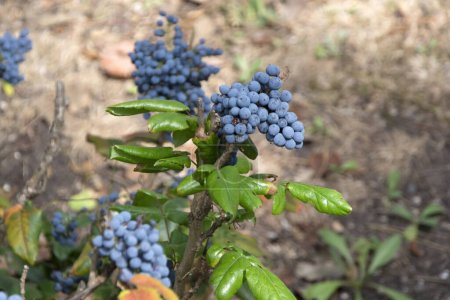 Closeup of an Oregon grape (Mahonia aquifolium) shrub with ripe bluish-black berries used in traditional medicine and for culinary purposes. Horizontal image with shallow depth of fiel