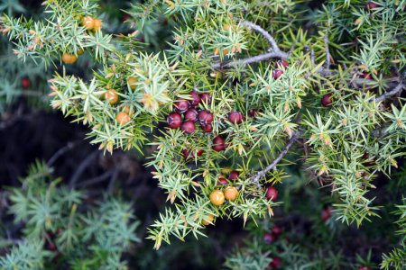 Photo for A closeup of branches and fruits of Cade (Juniperus oxycedrus). Horizontal image with selective focus, blurred background and copy space - Royalty Free Image