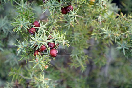 Photo for A closeup of branches and ripe red fruits of Cade (Juniperus oxycedrus). Horizontal image with selective focus, blurred background and copy space - Royalty Free Image