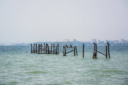 Téléchargez les photos : Plusieurs grands cormorans (Phalacrocorax carbo) assis sur des piliers en bois dans la mer calme près du rivage. La ville de Burgas à l'horizon en arrière-plan - en image libre de droit