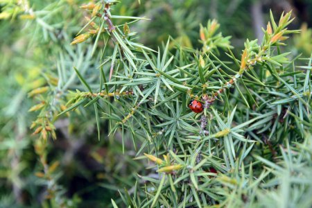 Photo for A closeup of a lady bug on the branches of Cade (Juniperus oxycedrus). Horizontal image with selective focus, blurred background and copy spac - Royalty Free Image