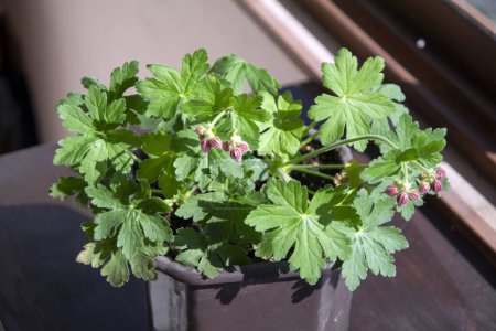 Photo for Closeup of the fresh green leaves and small violet buds of Geranium macrorrhizum / Bulgarian geranium - an aromatic plant used in traditional medicine and aromatherapy. Horizontal image with selective focus - Royalty Free Image
