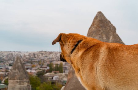 Téléchargez les photos : A lovely brown dog in Cappadocia. - en image libre de droit