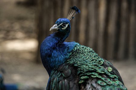 Photo for The picture shows a species of Asian bird called the Asian Peacock, with very bright and beautiful colors. High quality photo - Royalty Free Image