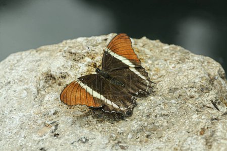 Téléchargez les photos : Sur une pierre, les papillons appelés Siproeta epaphus ont été capturés et photographiés avec un brun très vif sur les ailes et un très beau scutum. Photo de haute qualité - en image libre de droit