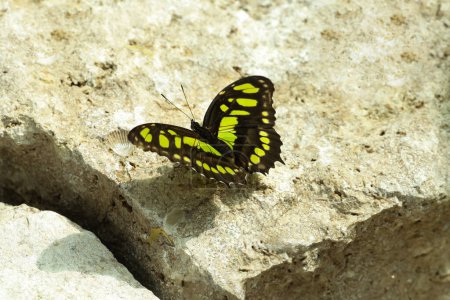 Téléchargez les photos : Photo d'un papillon Spiacia siproeta stelenes capturé sur un fond avec une pierre. un très beau papillon. Photo de haute qualité - en image libre de droit