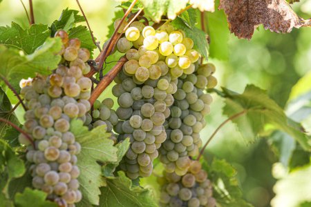Photo for Bunch of fresh organic grape on vine branch. Wine making concept. High quality photo - Royalty Free Image