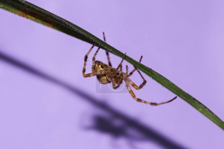 Photo for The picture on a purple background with a very beautiful species of spider called Araneus diadematus. High quality photo - Royalty Free Image