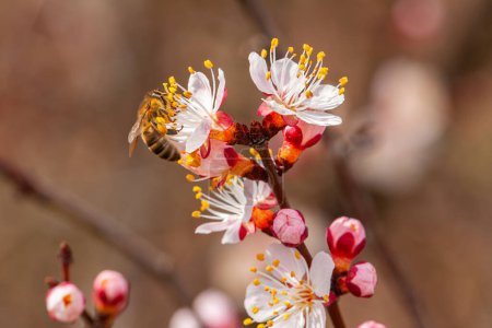 Niedliche kleine Hummel sammelt Pollen von weißen Aprikosenblüten in voller Blüte. Hochwertiges Foto