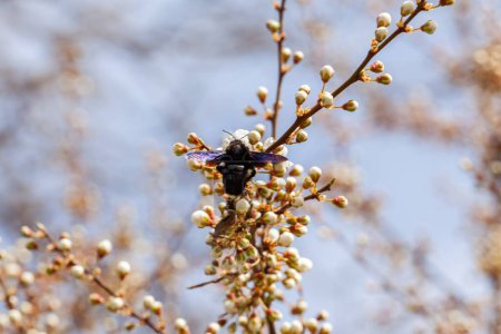 Xylocopa violacea o abeja carpintero violeta, de cerca. Foto de alta calidad