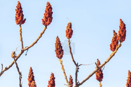 Close-up of Rhus typhina cluster, vibrant red in sunlight. Rhus typhina fruit, detailed and textured, on a branch. High quality photo