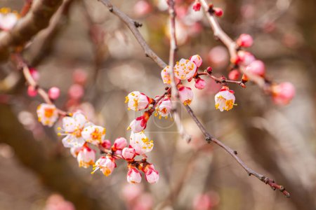 Apricot blossoms on branch macro in spring. Organic agriculture fruit tree in bloom HDR image with blue sky background. High quality photo