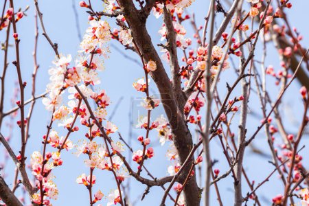 Banner de tarjeta de felicitación de primavera floreciendo albaricoque y abeja polinizando una flor contra el cielo azul en un día soleado. Foto de alta calidad