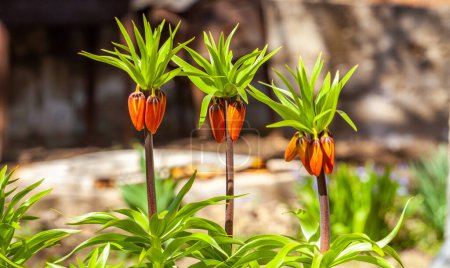 Fritillaria imperialis, the crown imperial, imperial fritillary or Kaisers crown golden flowers orange Close-up spring garden Beautiful natural tropical background sky. High quality photo