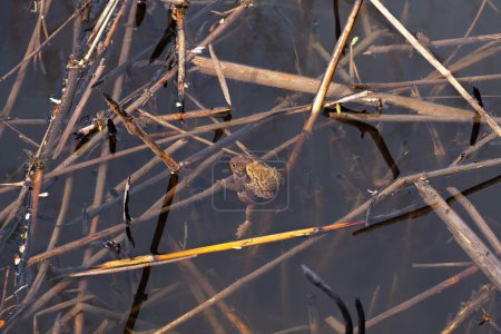 European Common brown Frog or European grass frog in latin Rana temporaria with eggs, pond water amphibian animal. High quality photo