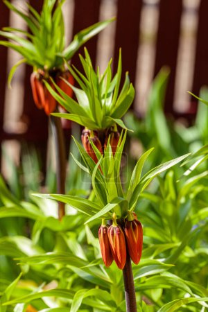 Fritillaria imperialis grows and blooms in the garden in spring. High quality photo