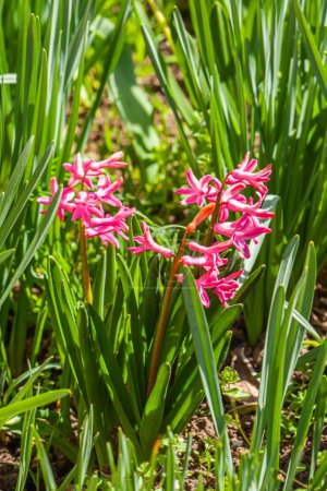 Hyazinthe FondantRosafarbener Zuckerguss, Hyacinthus orientalis - gemeine, holländische oder Gartenhyazinthe mit rosa Blüten, isoliert auf grünem Hintergrund. Hochwertiges Foto