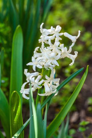 Delicate white flowerhead hyacinth hyacinthus orientalis, Dutch hyacinth with a gleam of sunlight in the green grass background. Pure snow-white colour. Close-up view. High quality photo