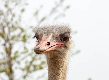 Téléchargez les photos : Oiseau commun d'autruche Struthio camelus vue de dessus gros plan avec le fond de la nature. . Photo de haute qualité - en image libre de droit