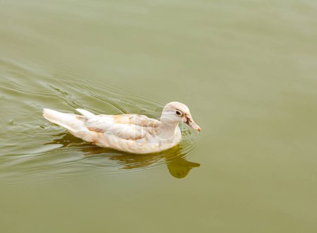 White pekin ducks also known as Aylesbury or Long Island ducks flapping and spreading wings. High quality photo