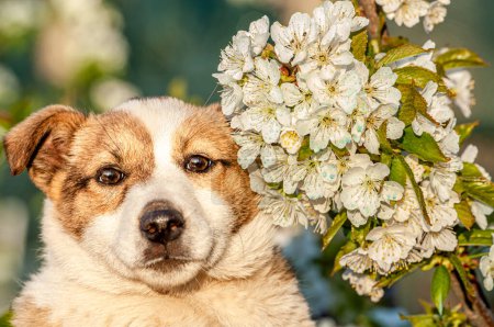 Das Bild eines sehr schönen Hundes, der beim Spielen zwischen den Blumen der Birnbäume gefangen wurde. Hochwertiges Foto