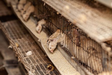 White quail in a cage close-up. Quail Farm. High quality photo