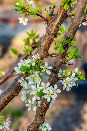 Blooming plum tree blossoms in sunlight on springtime. White spring flowers on dark background. High quality photo