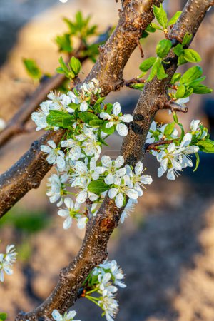 Plum flower in spring, Beautiful Flower in natural background, soft focus Blur Closeup. High quality photo