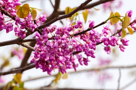 Europäischer Cercis oder Judasbaum oder Scharlachrot. Nahaufnahme rosa Blüten von Cercis siliquastrum. Cercis ist ein Baum oder Strauch, eine Art der Gattung Cercis aus der Familie der Hülsenfrüchte oder Fabaceae. Hoch