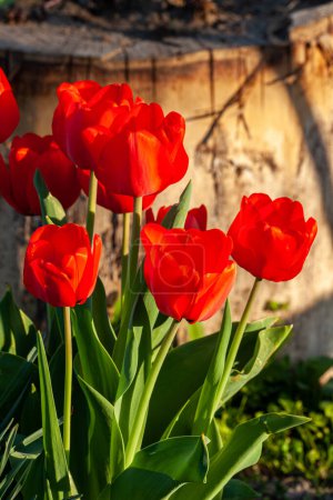 fond de tulipes rouges. Belle tulipe dans la prairie. bourgeon de fleur au printemps à la lumière du soleil. Floraison avec des fleurs. Gros plan sur la tulipe. Fleur rouge. Photo de haute qualité