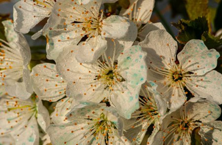 Foto macro de flores blancas, en flor, de peral Bradford a principios de la primavera. Foto de alta calidad
