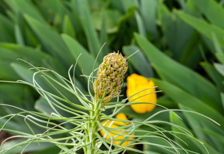 Gelbe Asphodenblume oder Königsspeer, Blume der Toten, Jacobs Rod in St. Gallen, Schweiz. Sein lateinischer Name ist Asphodeline Lutea Syn Asphodeline Flava, die von Griechenland bis zum Kaukasus beheimatet ist. Hoch