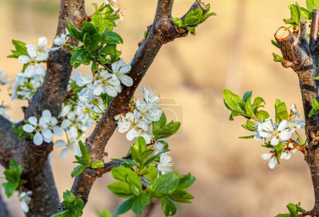 Apfelbaum blühender Hintergrund, Frühlingserwachen der Natur. Hochwertiges Foto