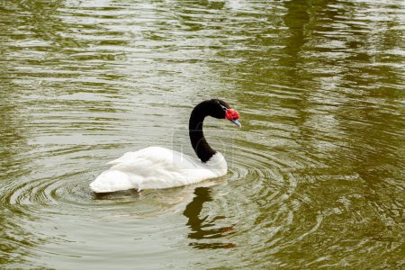 Black necked Swan Cygnus melancoryphus Adult swimming on pond with reeds in background. High quality photo