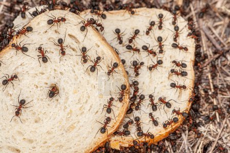 Makroaufnahme mit einer Menge Ameisen, die sich auf einer Scheibe Brot befinden und anfangen, sich davon zu ernähren, um im Winter Nahrung zu bekommen. Große rote Ameisen zeigen die Brotkrise. Hochwertiges Foto