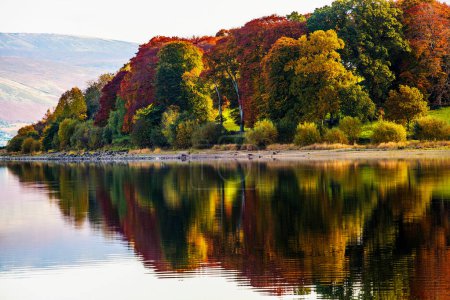 Autumn trees in Blessington lake, Ireland