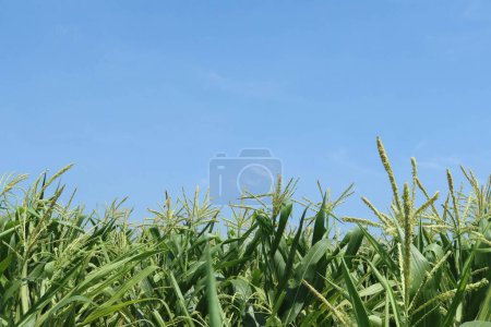 Foto de Granjas de maíz. Naturaleza verde. Campos agrícolas rurales en verano. Crecimiento vegetal. Escena agrícola. Vista exterior. Hojas orgánicas. Temporada de cosecha con cielo azul - Imagen libre de derechos