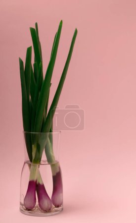 Foto de Ramillete de primavera en un jarrón hecho con cebolletas frescas, verdes - Imagen libre de derechos