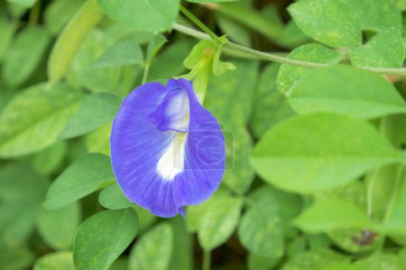 Foto de Butterfly Pea Flower or Blue Pea Flower, an indigineous flower from South East which is commonly called as "Bunga Telang". It is mostly consumed as Butterfly Pea Tea or "Teh Bunga Telang" - Imagen libre de derechos