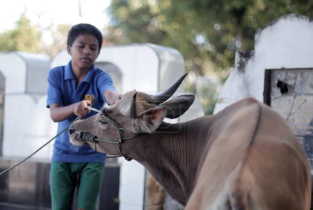 Téléchargez les photos : Garçon indien et vache dans le village - en image libre de droit