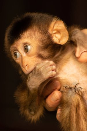 Photo for Pet baby monkey sucking thumb. - Royalty Free Image
