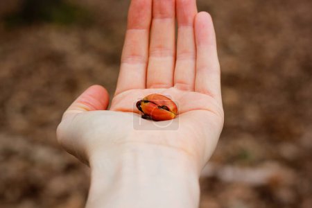 Photo for Closeup of germinating acorn being held in Caucasian hand on brown background - Royalty Free Image