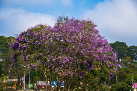 Foto de Violet colored leaves of the Jacaranda Mimosifolia, a sub-tropical tree native to Da Lat. Bignoniaceae adorn the summer landscape with ethereal beauty. - Imagen libre de derechos