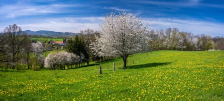 Photo for Spring meadow and blossom tree in Kaczawskie mountains in Poland - Royalty Free Image