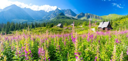Photo for Blossom vallay in Tatra mountains during summer in Poland - Royalty Free Image