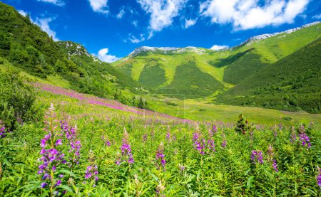 Photo for Amazing view on Tatra mountains during summer with flowers meadow in Slovakia - Royalty Free Image
