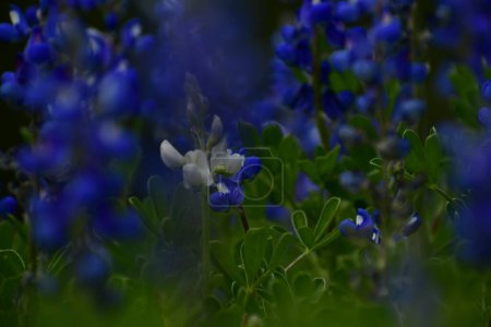Foto de Hermosas flores de primavera, enfoque selectivo en un capó azul blanco - Imagen libre de derechos